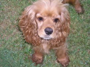 CockerSpanielpuppiesforsale